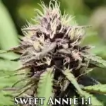 Sweet Annie 1:1 (Regular) - Humboldt Seed Company