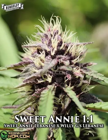 Pack of Sweet Annie 1:1 Regular Seeds by Humboldt Seed Company