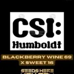 Sweet Blackberry Wine (Feminized) - CSI Humboldt