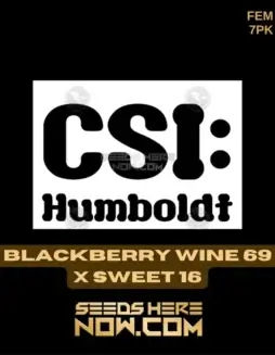 Sweet Blackberry Wine feminized cannabis seeds by CSI Humboldt featuring Blackberry and Sweet #16 lineage