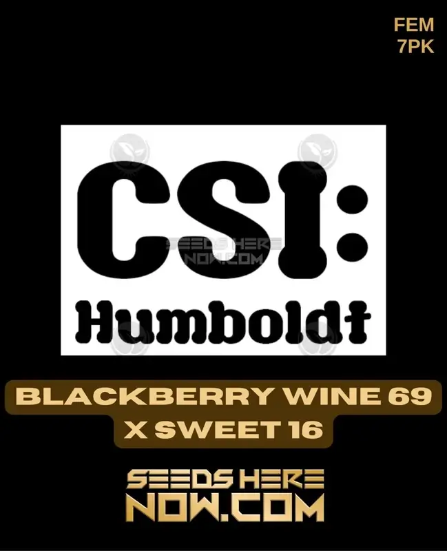 Sweet Blackberry Wine feminized cannabis seeds by CSI Humboldt featuring Blackberry and Sweet #16 lineage