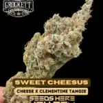 Sweet Cheesus (Feminized) - Crockett Family Farms