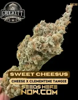 Pack of Sweet Cheesus Feminized Seeds by Crockett Family Farms