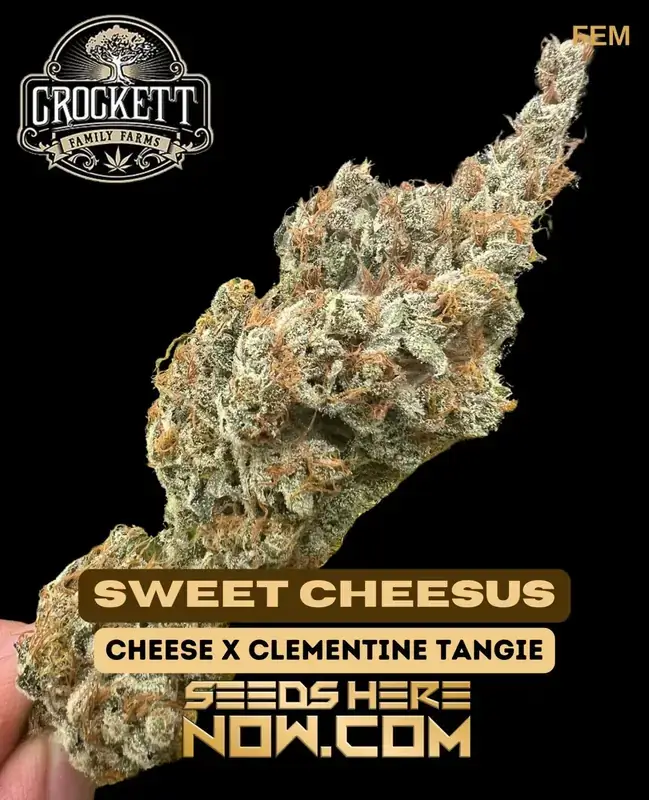 Pack of Sweet Cheesus Feminized Seeds by Crockett Family Farms