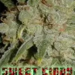 Sweet Cindy (Regular) - BOG Seeds
