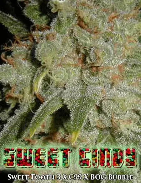 Sweet Cindy cannabis seeds, a Sativa-dominant strain by BOG Seeds featuring Sweet Tooth 3 and Cinderella 99 genetics