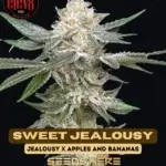 Sweet Jealousy (Feminized) - Elev8 Seeds