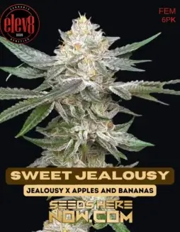 Image of Sweet Jealousy Feminized Seeds by Elev8 Seeds, featuring high THC content and fruity aromas
