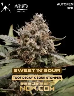Sweet 'n' Sour Autoflower Seeds (space) Hybrid Cannabis Strain by Mephisto Genetics