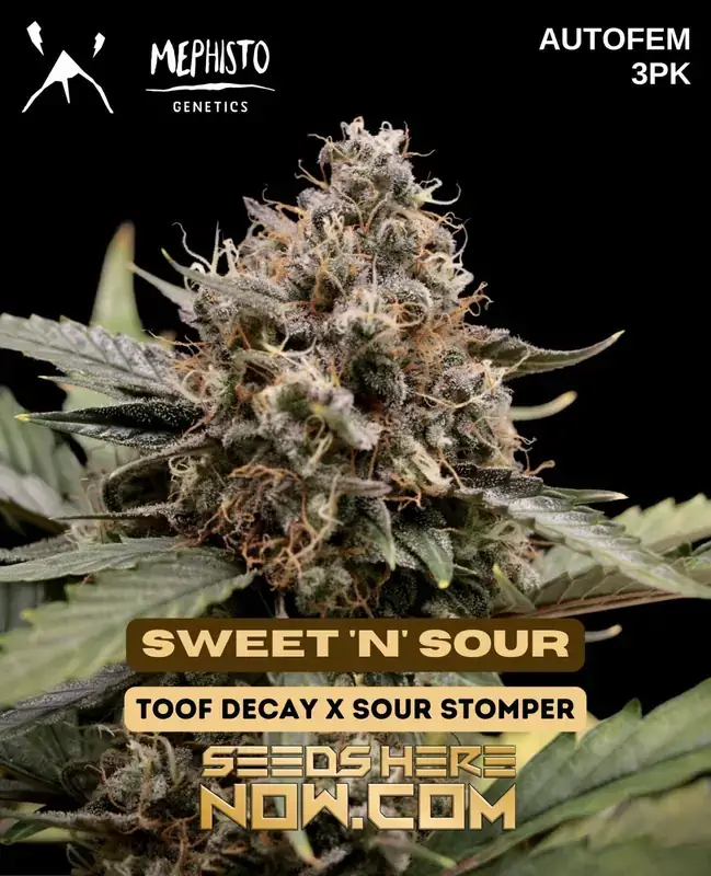 Sweet 'n' Sour Autoflower Seeds - Hybrid Cannabis Strain by Mephisto Genetics