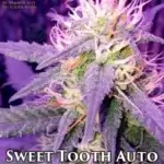 Sweet Tooth (Autoflower) - Automatically Delicious