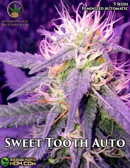 Pack of Sweet Tooth Auto Autoflowering Cannabis Seeds by Automatically Delicious