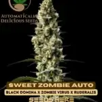 Sweet Zombie (Autoflower) - Automatically Delicious