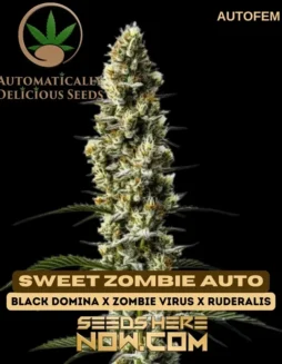 Close(space)up of Sweet Zombie Auto cannabis seeds in natural light