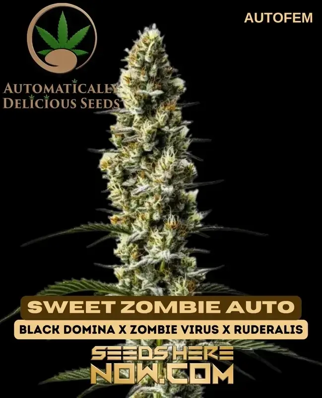 Close-up of Sweet Zombie Auto cannabis seeds in natural light