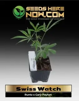 Swiss Watch Cannabis Clones featuring Runtz x Gary Payton genetics