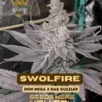 Swolfire (Feminized) - Solfire Gardens