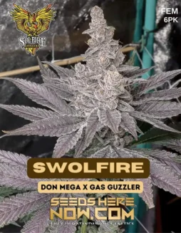 Swolfire Feminized Seeds (space) High THC Indica(space)Dominant Hybrid