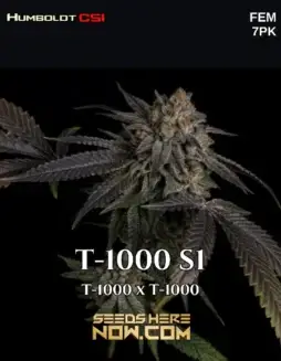T (space) 1000 S1 feminized cannabis seeds by CSI Humboldt featuring high THC levels and indica dominance