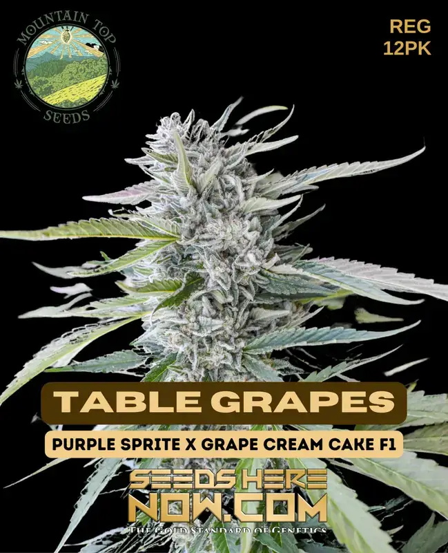 Table Grapes cannabis seeds by Mountain Top Seeds, featuring Purple Sprite and Grape Cream Cake F1 lineage
