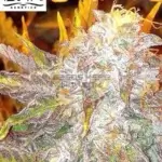 Taffie (Regular) - Crockett Family Farms