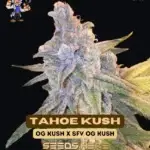Tahoe OG Kush S1 (Feminized) - Dr. Blaze