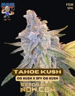 Tahoe OG Kush S1 Feminized Seeds (space) Indica(space)dominant hybrid with lemon(space)diesel, pine, and earthy spice flavors