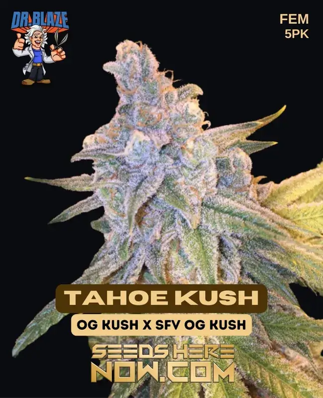 Tahoe OG Kush S1 Feminized Seeds - Indica-dominant hybrid with lemon-diesel, pine, and earthy spice flavors