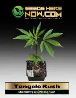 Tangelo Kush Clone rooted in soil pot (space) Citrus Zest Meets Indica Power