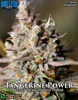 Tangerine Power cannabis seeds, a Sativa Dominant strain by Sin City Seeds, featuring citrus and tropical flavors