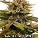Tangerine Power (Regular) - Sin City Seeds
