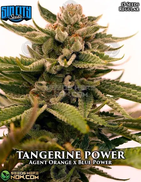 Tangerine Power regular cannabis seeds, a hybrid strain with citrus and tropical flavors