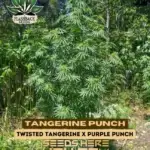 Tangerine Punch (Feminized) - Flashback Seeds