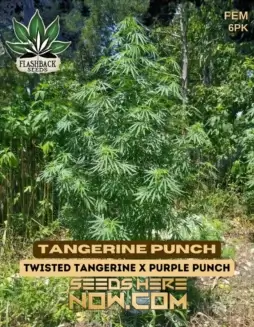Tangerine Punch Cannabis Seeds by Flashback Seeds, featuring citrus and tropical notes