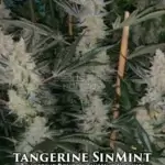 Tangerine SinMint (Regular) - Sin City Seeds