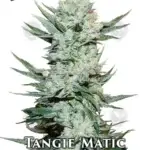Tangie 'Matic (Autoflower) - Fast Buds