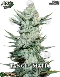 Tangie 'Matic cannabis seeds by Fast Buds, featuring citrus aroma and autoflowering properties