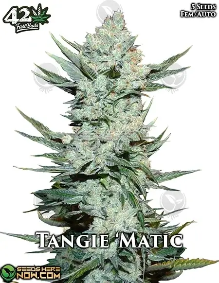 Tangie 'Matic cannabis seeds by Fast Buds, featuring citrus aroma and autoflowering properties