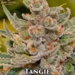 Tangie (Regular) - Best Coast Genetics