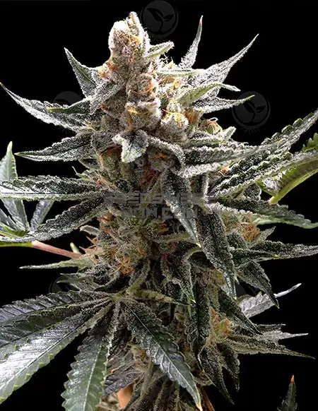 Tangie Regular Seeds from Crockett Family Farms featuring citrus aroma