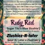 Taste Of Summer Box Set (Feminized) - Raw Genetics