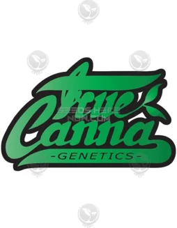 Terp Zookie cannabis seeds by True Canna Genetics featuring Terpzilla and ChemValley Cooks lineage