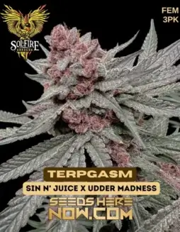 Terpgasm Feminized Seeds (space) Citrus, Pine, Diesel Aromas