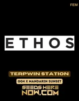 Terpwin Station Feminized Seeds (space) Indica Dominant Hybrid with Diesel and Citrus Aromas