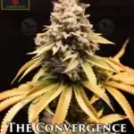 The Convergence (Regular) - Irie Genetics