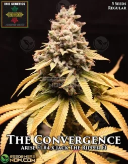 The Convergence Cannabis Seeds by Irie Genetics, a blend of Arise and Jack The Ripper strains