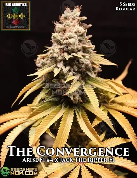 The Convergence Cannabis Seeds by Irie Genetics, a blend of Arise and Jack The Ripper strains