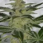 The Cream (Regular) - Irie Genetics