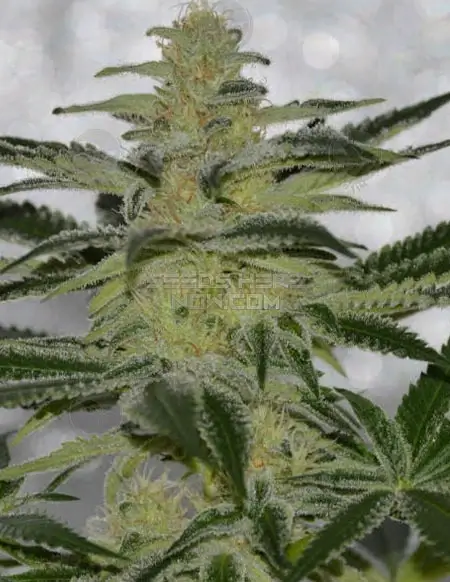 Irie Genetics The Cream Regular Cannabis Seeds - Sativa Dominant Strain