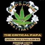 The Critical Papa (Feminized) - Eazy Daze Cultivators